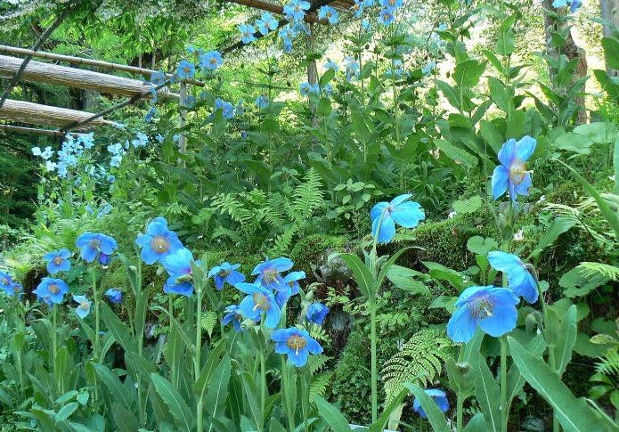 日光“上三依水生植物園”に咲く天上の妖精「ヒマラヤの青いケシ」