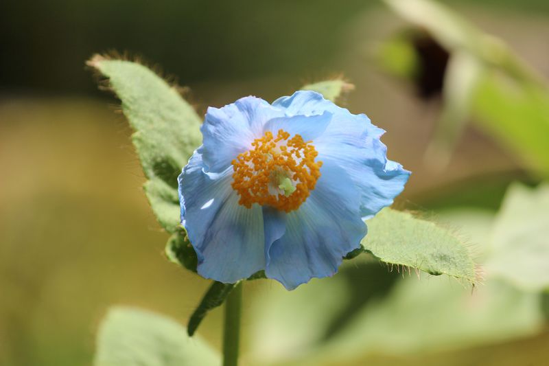 ヒマラヤの青いケシ！日光「上三依水生植物園」フォトジェニックな花の旅