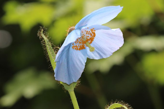 日光“上三依水生植物園”に咲く天上の妖精「ヒマラヤの青いケシ」