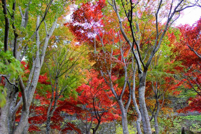 鬼怒川温泉から塩原へ「日塩もみじライン」は紅葉も温泉も凄い！
