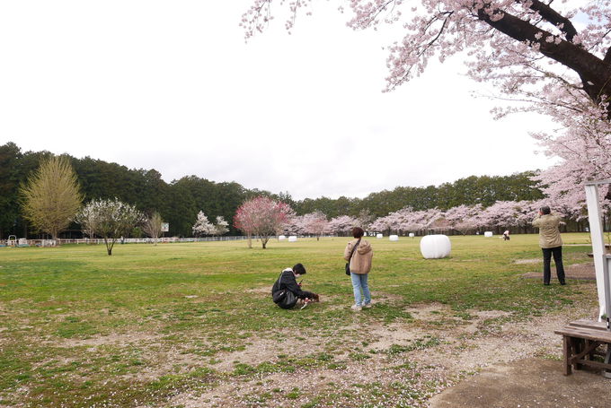 ���ꖳ���I��{���e���X�E���򂶂�Ԃ���Ԓr�E���q�l�����G���A���I