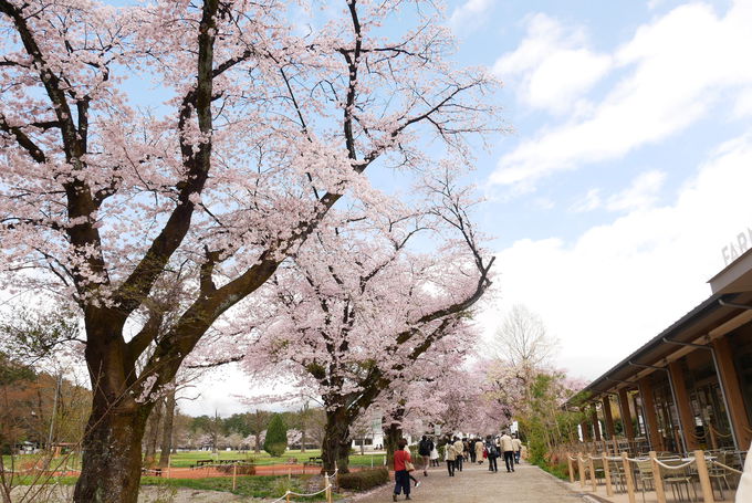 �����h�[����176���I�L��ȕ~�n�ɘȂށu�ߐ{��{���q��v