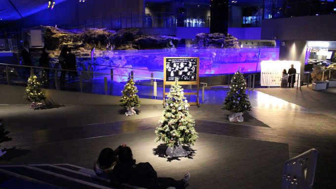 クリスマスデートに すみだ水族館 ペンギンと過ごすクリスマス 東京都 Lineトラベルjp 旅行ガイド