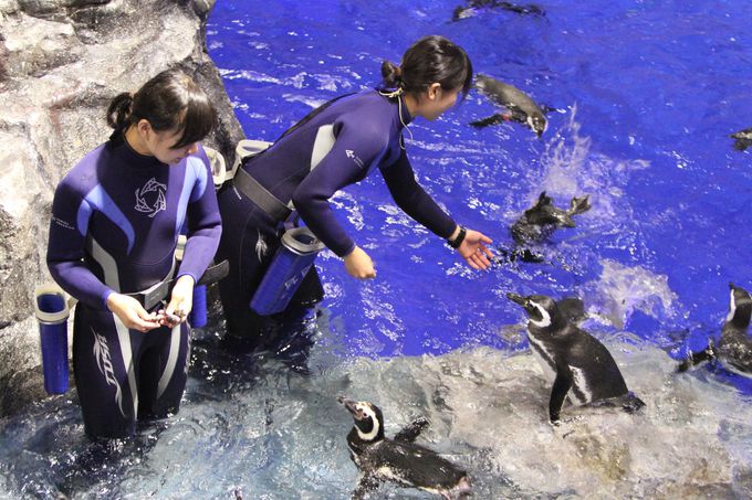 クリスマスデートに すみだ水族館 ペンギンと過ごすクリスマス 東京都 Lineトラベルjp 旅行ガイド
