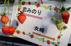 10��̌��_��u�����h���������I�Ȗ،������u�x���[�Y�t�@���v�̋L���T���l�C��