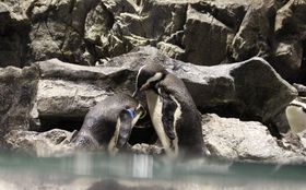 ؂ȐlƂ̃f[gɁI݂فu鐅فBSweet Penguinsv̋LTlC