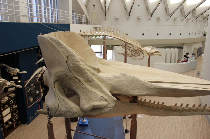 2017�N�S�ك��j���[�A�������u�}�������[���h�C�̒����v