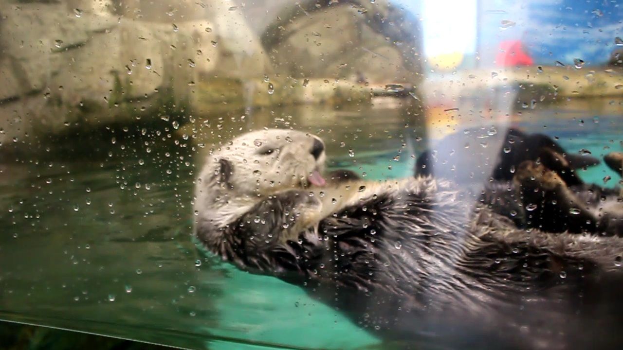 �������I�}�������[���h�̃A�C�h������