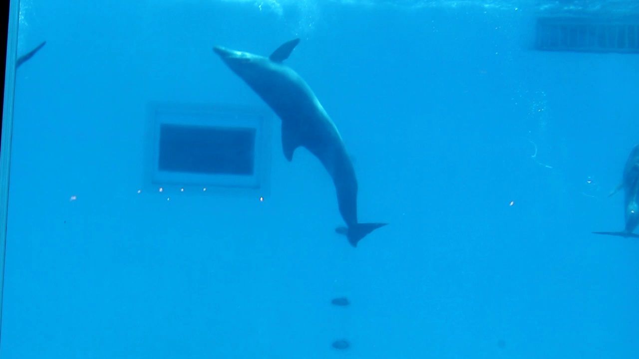 �C���J�V���[�𐅒����猩���郌�X�g�������I