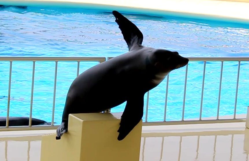 �C��������V���[�v�[���ŃC���J�����̌����ȃp�t�H�[�}���X��