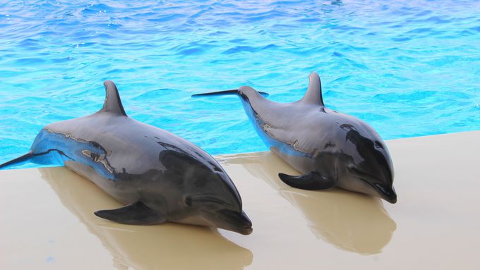 �C��������V���[�v�[���ŃC���J�����̌����ȃp�t�H�[�}���X��