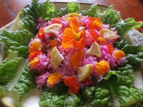 �r�[�c�Ŗϑz���[���b�p���I�{���V�`������s���N�T���_���̋L���T���l�C��