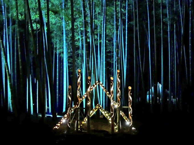 竹と光がコラボする幻想の世界