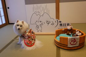 񂱁Vu艜with DOGSvuhI[v̋LTlC