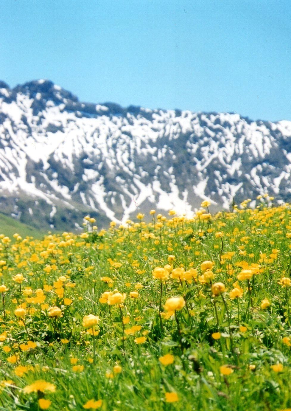 「アルペ ディ シウジ」のお花畑は6月末から7月中旬までを狙え！