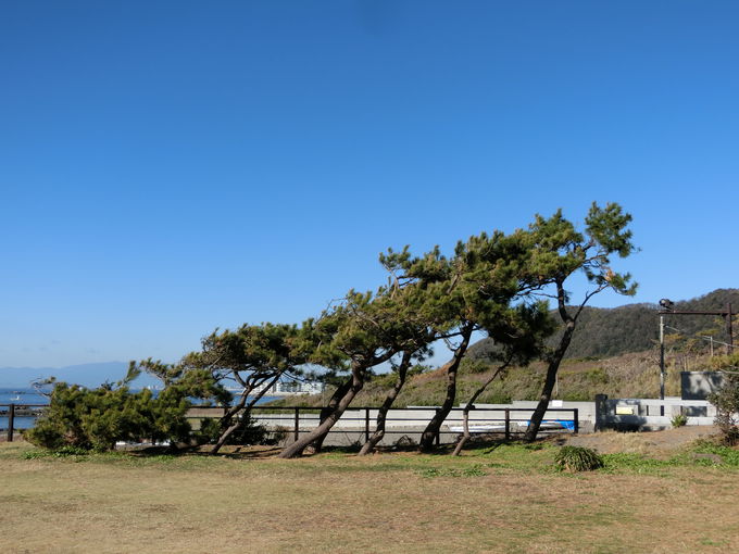 神奈川「葉山公園」で旧御用邸跡地を満喫！浜風にめげない松も必見