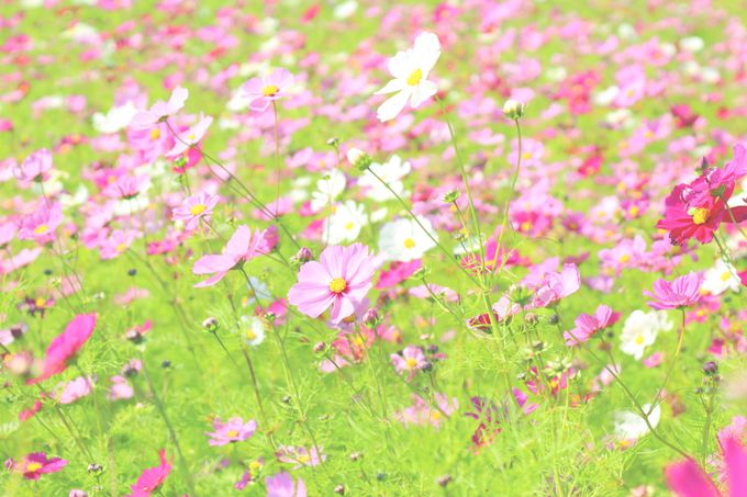 qǂɐlC̃OI͂ʂlG̉ԁXK