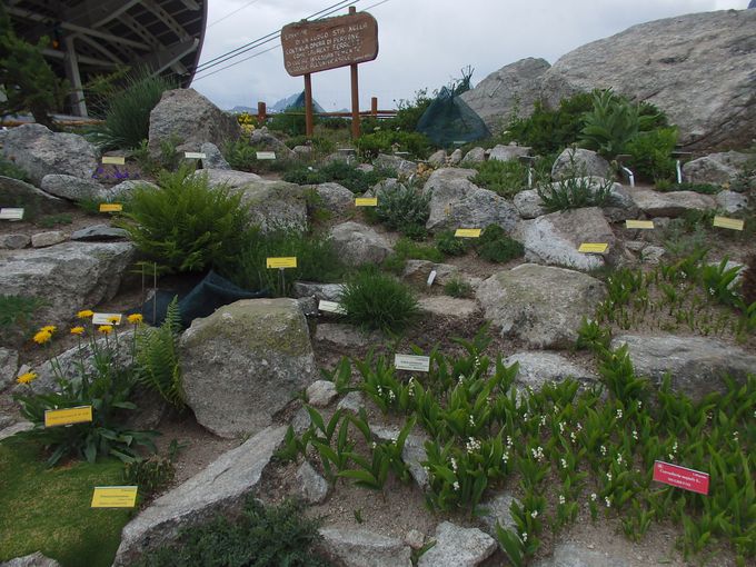 �A��͒��ԉw�́u���R�A�����v�ň�x��