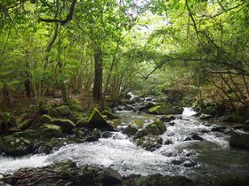 �����Ǝ��R�т�����o���@�ׂȌi�ρA���s�u���k�v�Őg���S�����₳��悤�̋L���T���l�C��