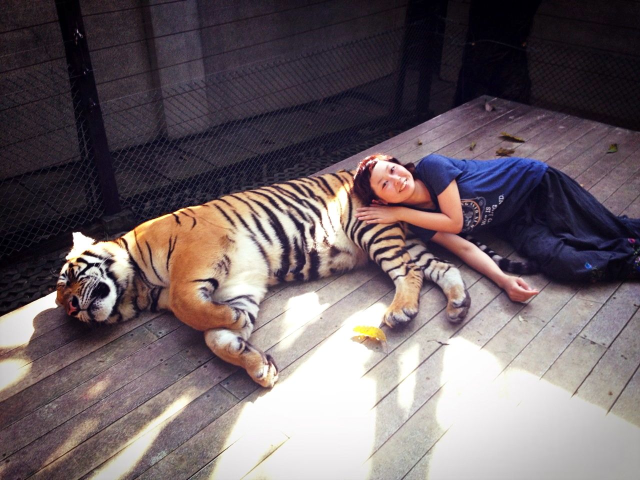 猫好き必見！チェンマイ郊外にある「タイガーキングダム」でトラと触れ合おう