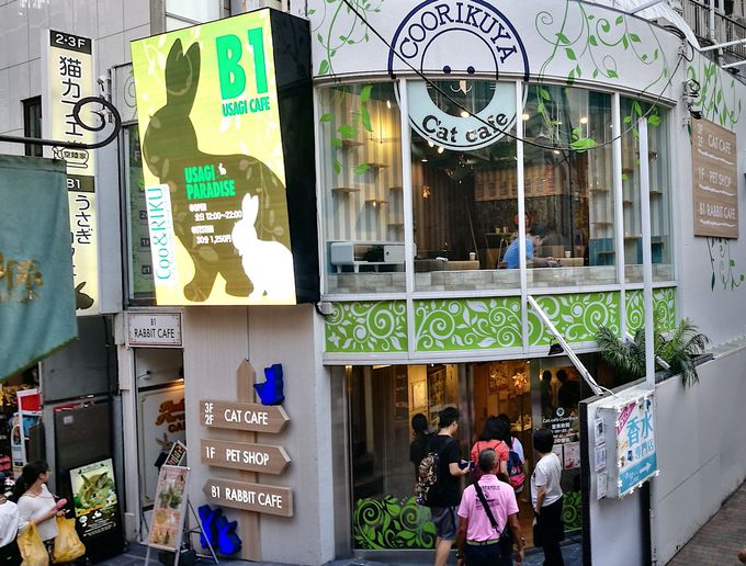 渋谷 動物カフェ うさぎパラダイス でモフモフうさぎに癒されよう 東京都 Lineトラベルjp 旅行ガイド