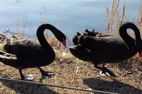 �A���`�G�C�W���O�̐��ҁE����l��K�˂闷 ���ˁu����~���[�W�A���v�̋L���T���l�C��