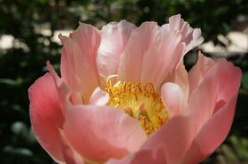 ���O�����������{�뉀�u�R�u���v�͎R�A�̔閧�̉ԉ��i�������卪���j�̋L���T���l�C��