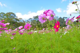 �V���{��������Ȃ��I�����^�T�C�N���ő��ɕ{�̌��ǂ��도��̋L���T���l�C��