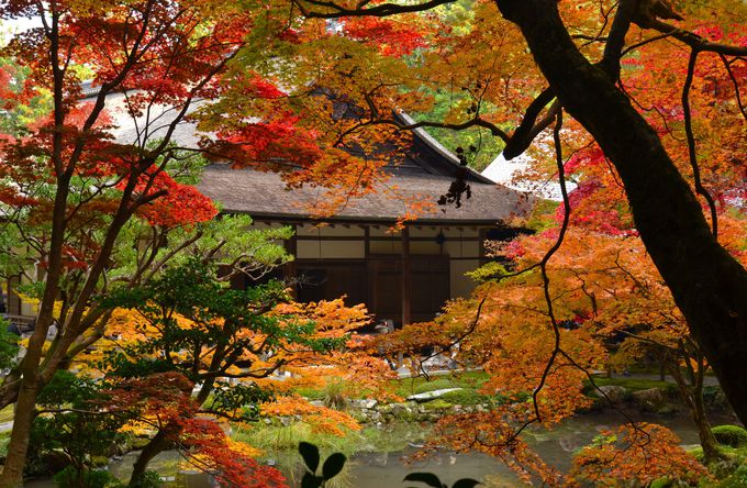 竜田の楓の庭で秋にひたる　南禅寺「南禅院」