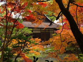京都・南禅寺で紅葉なら、庭散策できる「南禅院」…竜田の楓の庭で秋にひたる