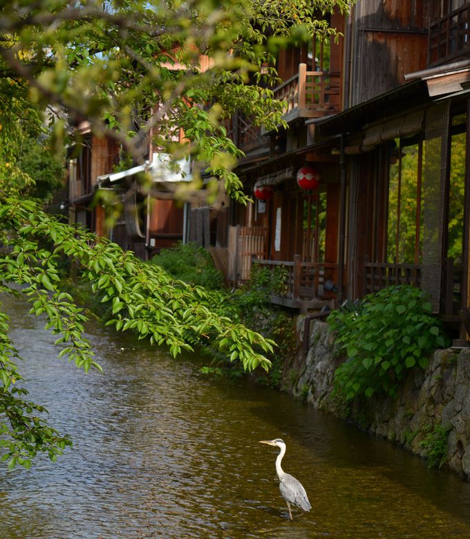歴史ある、京都の一大歓楽街