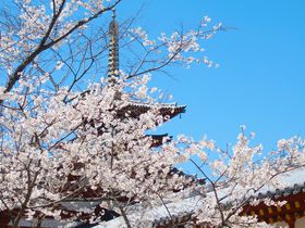 桜の雲のむこうに五重塔！「薬師寺」で春の奈良を満喫