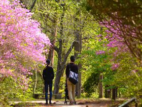 人気スポット六甲山 「神戸市立森林植物園」は都会近くででっかい自然