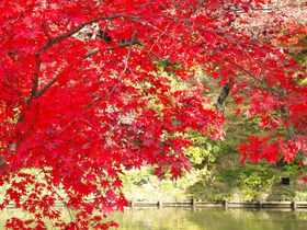 鮮烈な彩！京都・高台寺で北政所“ねね”の紅葉に酔う