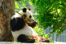 �p���_�� �R�A���� �ِl�فI�_�ˎs�����q���������ۂ��Ɗy���ނ̋L���T���l�C��