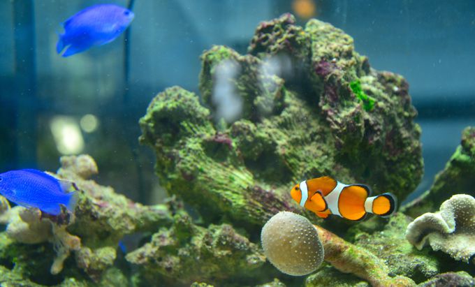 ���_���E���[�u�����g�I�o�̉��l���錚��