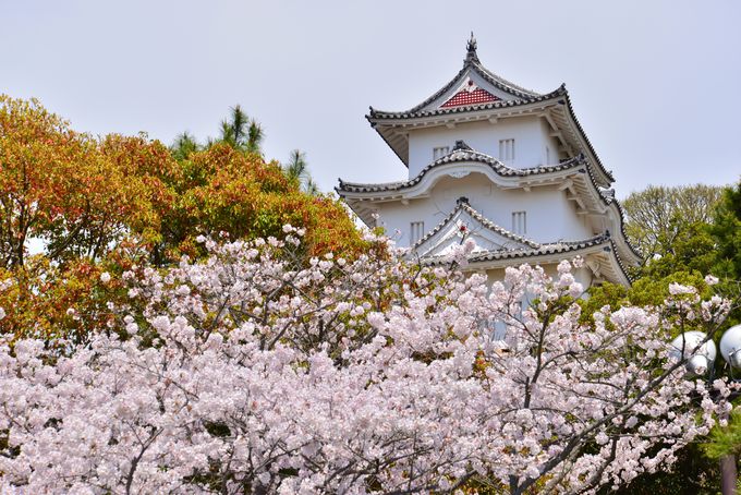 駅から１分でお城に桜u2026築城400年の明石城でお花見を  兵庫県 