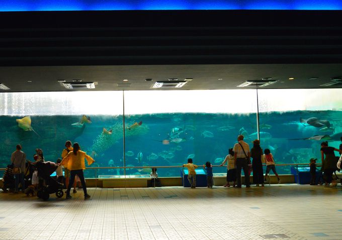 PڌߑOF܂ {łIp_ɂRAɂ鉤q