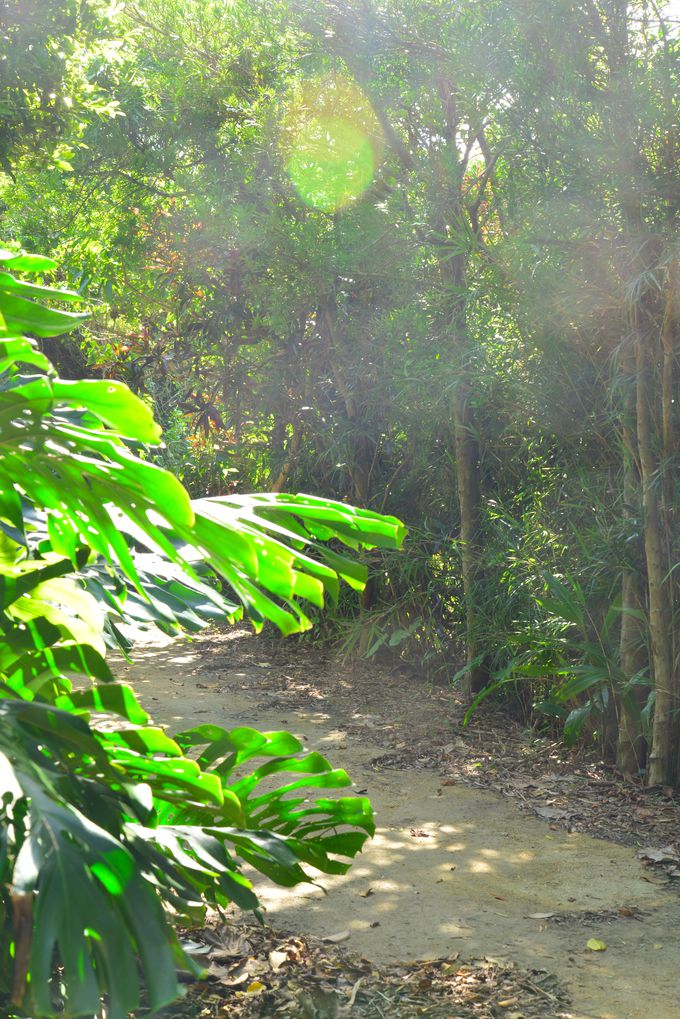 �傫�ȋ�ƔZ���΂̒��ŁA���C�ɓ���̂₿�ނ��