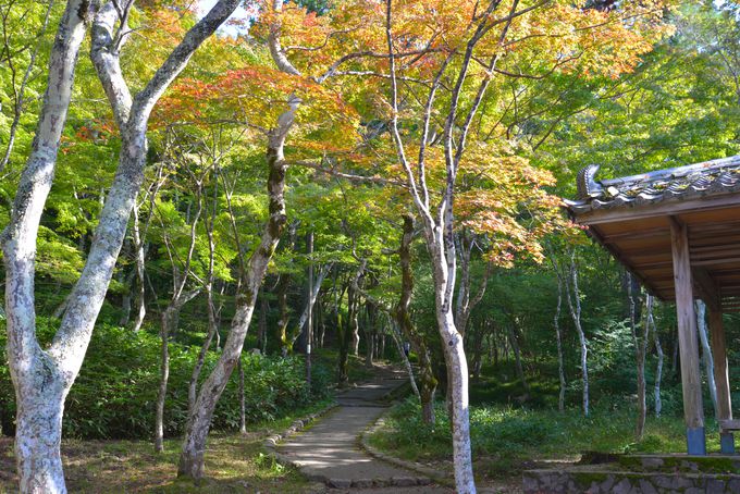 �L�n������ӂ̊ό��X�|�b�g�I���󎛌���