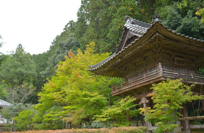 ���̓��A��������a���䂩��́u�@�����v��