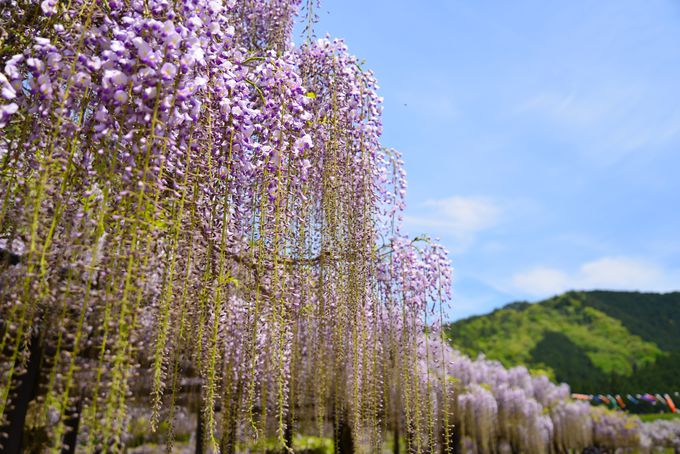 山陰随一の名所 兵庫県 白井大町藤公園 で全国の藤の花 兵庫県 トラベルjp 旅行ガイド