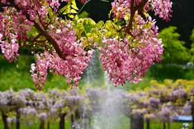 �R�A����̖����I���Ɍ��u����咬�������v�őS���̓��̉Ԃ̋L���T���l�C��