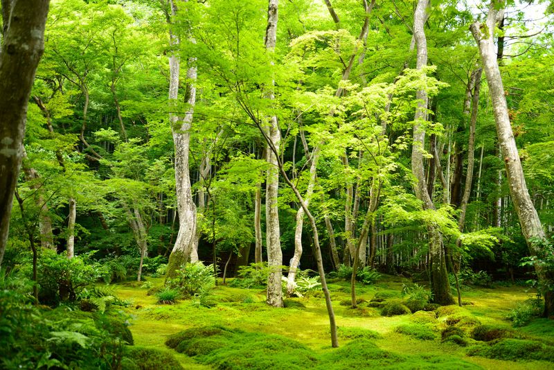 白拍子が求めた静穏の世界…嵯峨野「祇王寺」で苔とモミジに包まれる