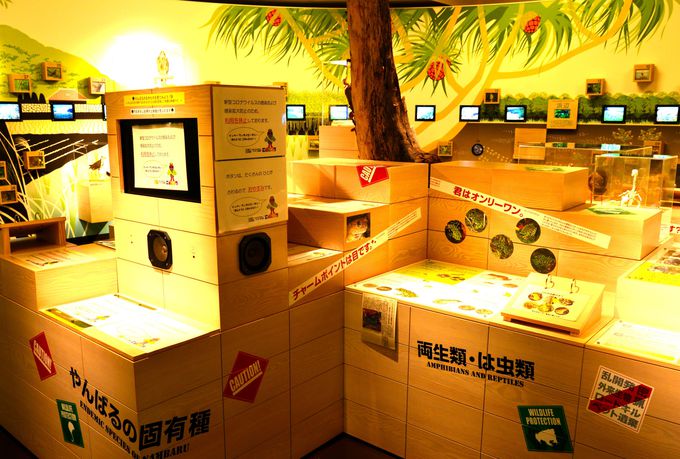 沖縄「ウフギー自然館」で貴重なやんばるの秘密を探る