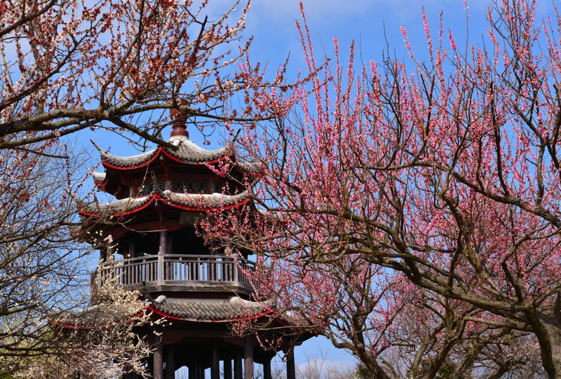 兵庫県たつの市「世界の梅公園」は中国風庭園の観梅スポット