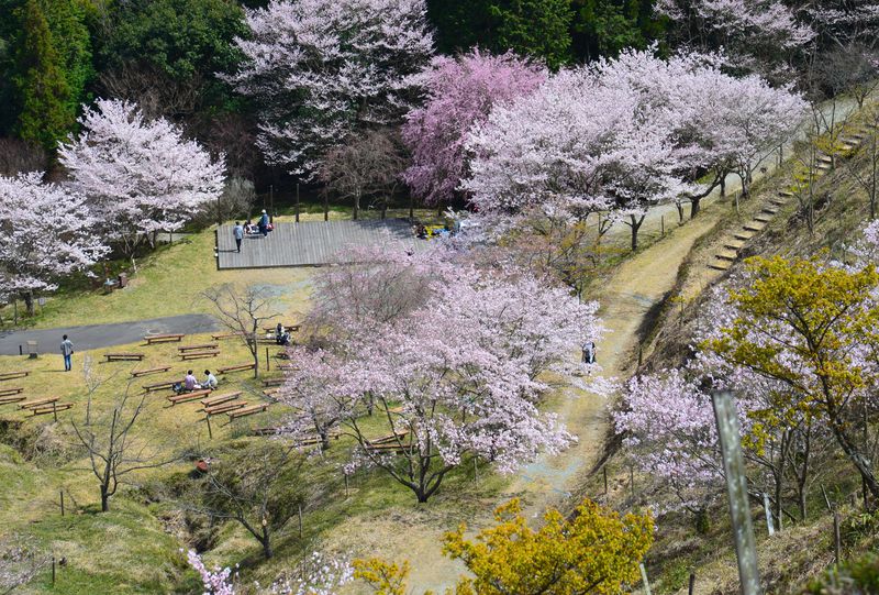 珍しい桜の青空博物館！兵庫・神河町「桜華園」で 桜狩り