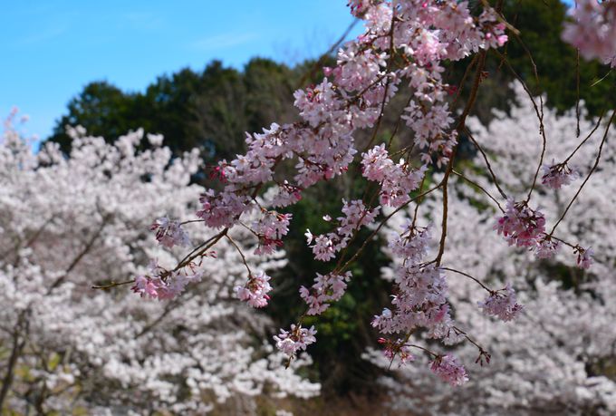 「桜狩り」という言葉が合う桜の園