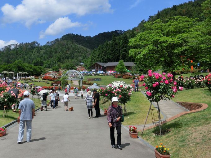 美の女神ビーナスの花と言えば バラ 山形 東沢バラ公園 山形県 Lineトラベルjp 旅行ガイド