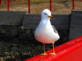 qɁIu{OivfGȕƂ̗ǉēngoh̋LTlC